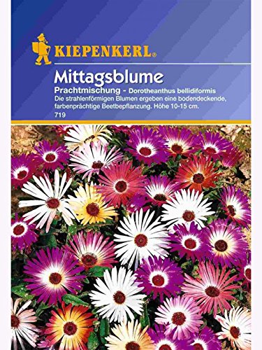 Dorotheanthus Mittagsblume Mischung von Kiepenkerl - Blumen-Saatgut
