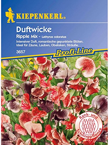 Edelwicken Ripple Mix gepunktete Blüten Lathyrus odoratus von Kiepenkerl - Blumen-Saatgut