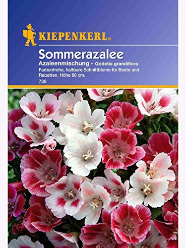 Godetia Sommerazalee Azaleen-Mischung von Kiepenkerl - Blumen-Saatgut