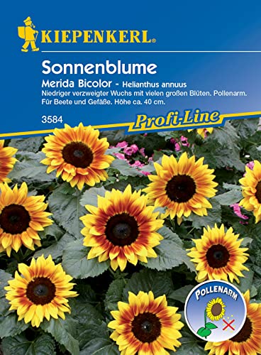 Helianthus Sonnenblumen Merida Bicolor von Kiepenkerl - Blumen-Saatgut