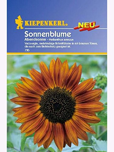 Helianthus annuus Sonnenblume Abendsonne von Kiepenkerl - Blumen-Saatgut