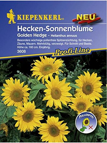 Helianthus annuus Sonnenblume Golden Hedge von Kiepenkerl - Blumen-Saatgut