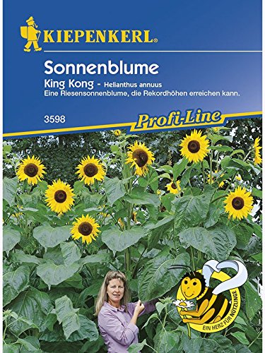 Helianthus annuus Sonnenblume King Kong gelb riesenwüchsig von Kiepenkerl - Blumen-Saatgut