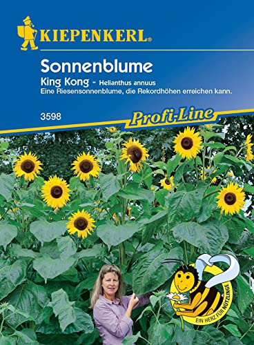 Helianthus annuus Sonnenblume King Kong gelb riesenwüchsig von Kiepenkerl - Blumen-Saatgut