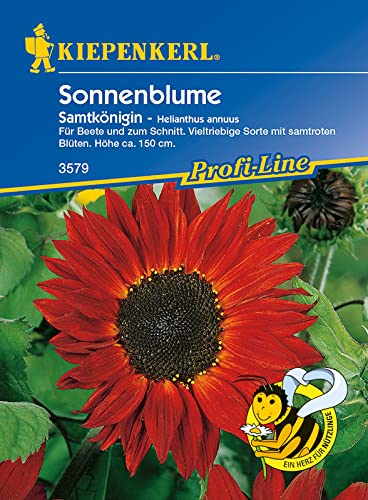 Helianthus annuus Sonnenblume Samtkönigin rot verzweigt von Kiepenkerl - Blumen-Saatgut