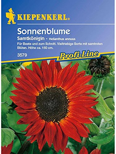 Helianthus annuus Sonnenblume Samtkönigin rot verzweigt von Kiepenkerl - Blumen-Saatgut