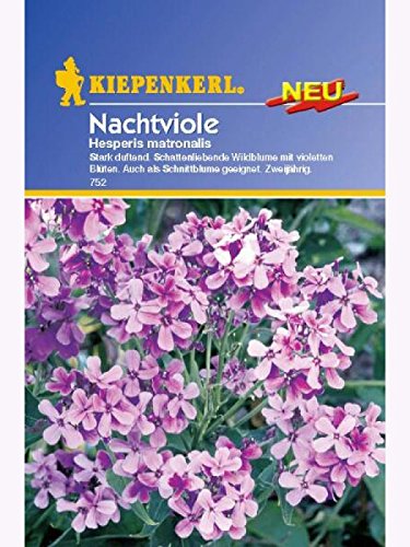 Kiepenkerl Hesperis matronalis Nachtviole Saatgut von Kiepenkerl - Blumen-Saatgut