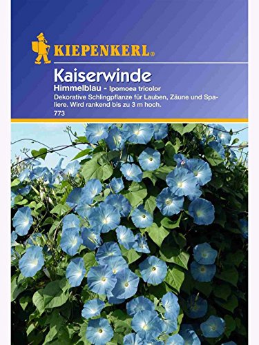 Ipomoea tricolor Kaiserwinde himmelblau von Kiepenkerl - Blumen-Saatgut