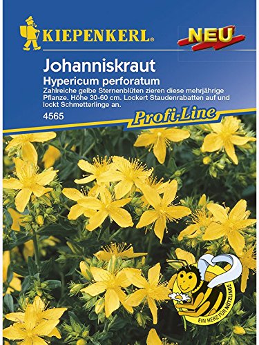 Johanniskraut Hypericum perforatum von Kiepenkerl