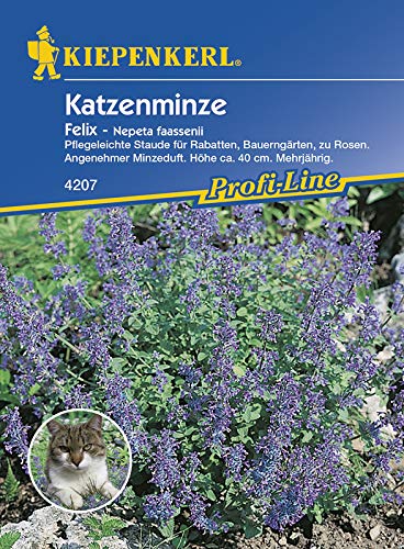 Katzenminze (Nepeta fassenii), Felix blau, Pflegeleichte Staude für Rabatten Bauerngärten zu Rosen mit angenehmen Minzduft, Höhe ca. 50 cm, mehrjährig von Kiepenkerl - Blumen-Saatgut