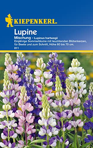 Kiepenkerl 0811 Lupinus hartwegii Lupinen einjährig Mischung, Portionssaatgut, Inhalt reicht für ca.: 40 Pflanzen von Kiepenkerl - Blumen-Saatgut