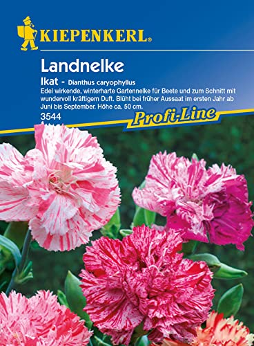 Kiepenkerl 3544 Dianthus caryophyllus Beetnelke Ikat, Portionssaatgut, Inhalt reicht für ca.: 100 Pflanzen (1 Portion) von Kiepenkerl - Blumen-Saatgut