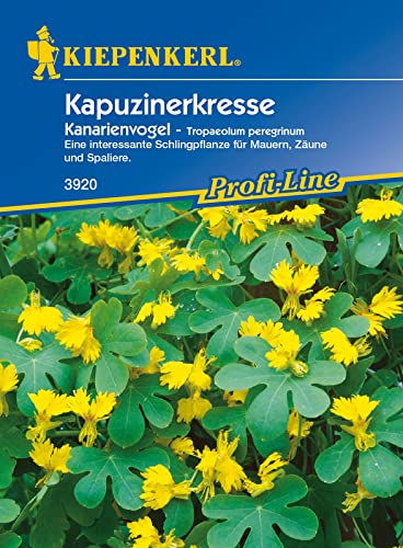 Kiepenkerl 3920 Tropaeolum peregrinum Kapuzinerkresse gelb, Portionssaatgut, Inhalt reicht für ca.: 25 Pflanzen, interessante Schlingpflanze für Mauern Zäune und Spaliere von Kiepenkerl - Blumen-Saatgut