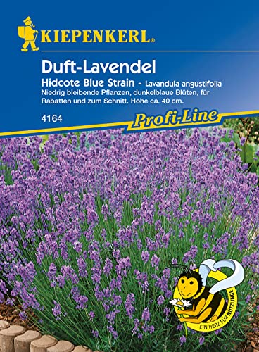 Kiepenkerl 4164 Lavendel Hidcote Blue Strain, Portionssaatgut, Inhalt reicht für ca.: 40 Pflanzen, für Rabatten und zum Schnitt von Kiepenkerl - Blumen-Saatgut