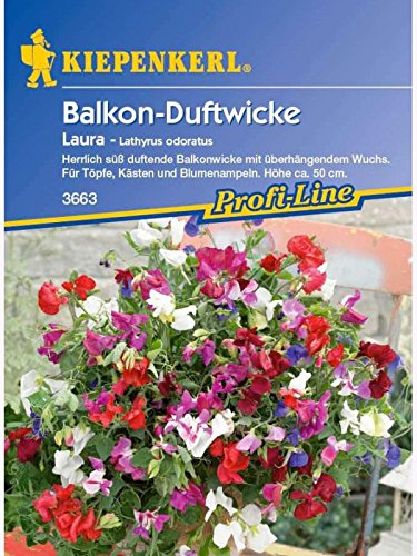 Lathyrus oduratus Edelwicken Laura Topfsorte von Kiepenkerl - Blumen-Saatgut