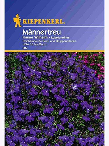 Lobelia Männertreu Kaiser Wilhelm von Kiepenkerl - Blumen-Saatgut