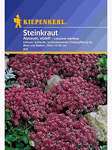 Lobularia Steinkraut Alyssum violett von Kiepenkerl - Blumen-Saatgut