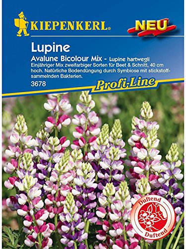 Lupine Avalune Bicolour Mix von Kiepenkerl - Blumen-Saatgut