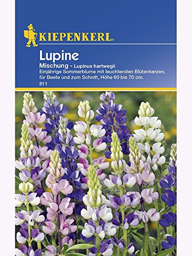 Lupinus hartwegii Lupinen einjährig Mischung von Kiepenkerl - Blumen-Saatgut