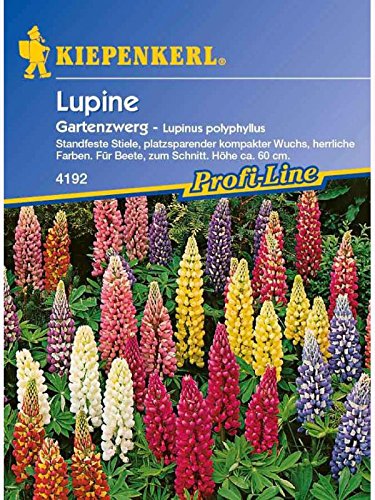 Lupinus polyphyllus Lupine Gartenzwerg niedrige Mischung von Kiepenkerl - Blumen-Saatgut