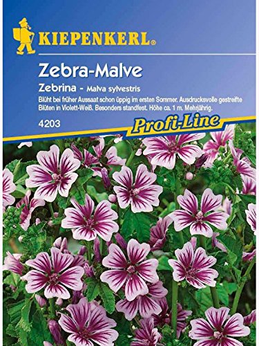 Malva sylvestris Zebra-Malve Zebrina von Kiepenkerl - Blumen-Saatgut