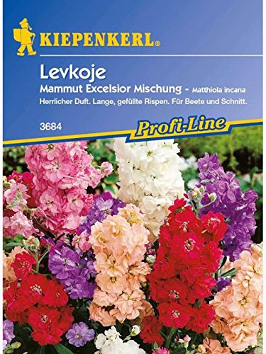 Matthiola Levkoje Mammut Excelsior Mischung von Kiepenkerl - Blumen-Saatgut