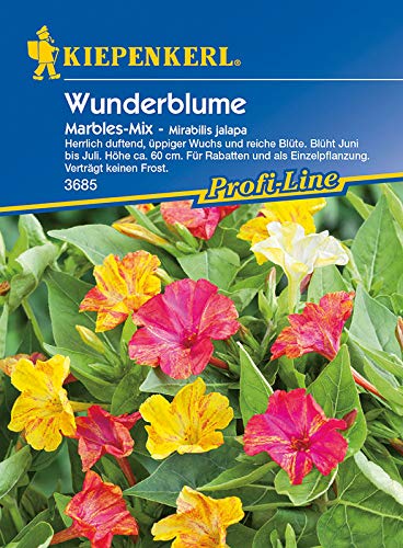 Mirabilis jalapa Wunderblume Marbles-Mix von Kiepenkerl - Blumen-Saatgut