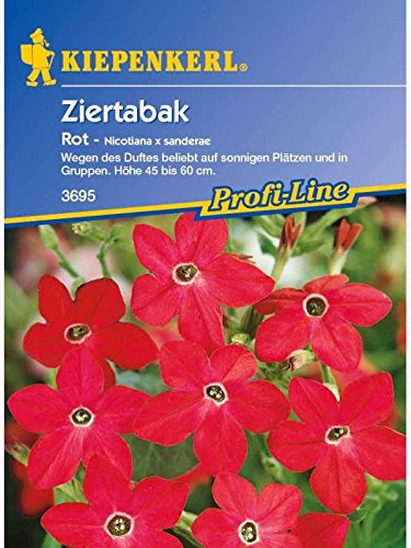 Nicotiana alata Ziertabak rot von Kiepenkerl - Blumen-Saatgut