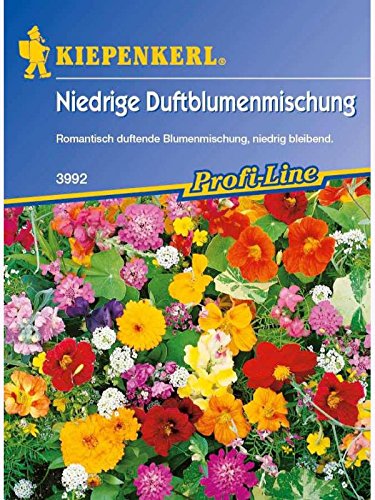 Niedrige Duftblumenmischung Duftender Steingarten von Kiepenkerl - Blumen-Saatgut