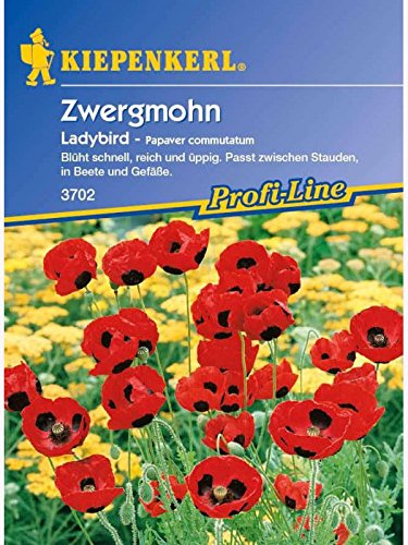 Papaver commutatum Zwergmohn Ladybird rot schwarz von Kiepenkerl - Blumen-Saatgut