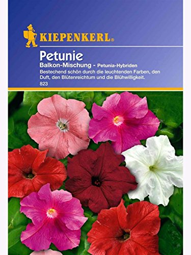 Petunia grandiflora Petunien Balkon-Mischung von Kiepenkerl - Blumen-Saatgut