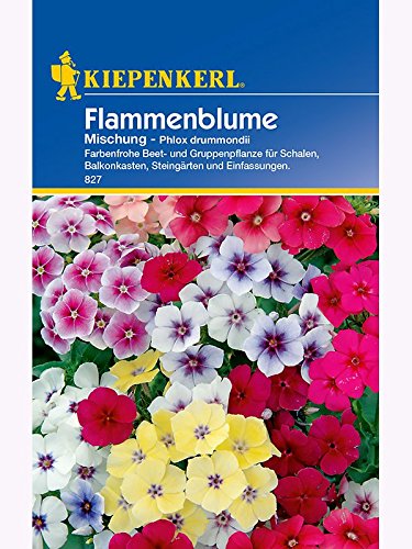 Phlox drummondii Flammenblume Mischung von Kiepenkerl - Blumen-Saatgut