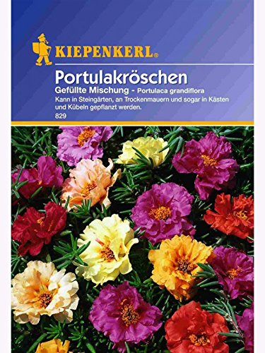 Portulaca grandiflora Portulakröschen gefüllte Mischung von Kiepenkerl - Blumen-Saatgut