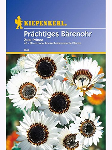 Prächtiges Bärenohr Arctotis fastuosa Zulu Prince von Kiepenkerl - Blumen-Saatgut