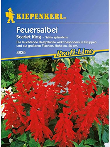 Salvia splendens Feuersalbei Scarlet King rot von Kiepenkerl - Blumen-Saatgut
