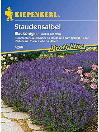 Salvia x superba Blumensalbei Blaukönigin von Kiepenkerl - Blumen-Saatgut
