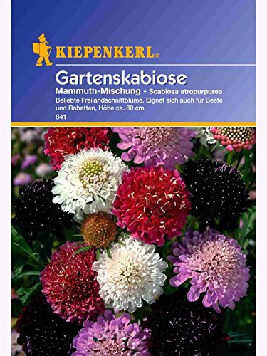 Scabiosa atropurpurea Purpurscabiosa Gartenskabiose Mammuth-Mischung von Kiepenkerl - Blumen-Saatgut