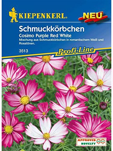 Schmuckkörbchen Cosimo Purple Red White von Kiepenkerl - Blumen-Saatgut