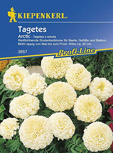 Tagetes erecta Arctic weiss, weißblühende Studentenblume für Beete Gefäße und Balkon, blüht üppig von Mai bis zum Frost von Kiepenkerl - Blumen-Saatgut