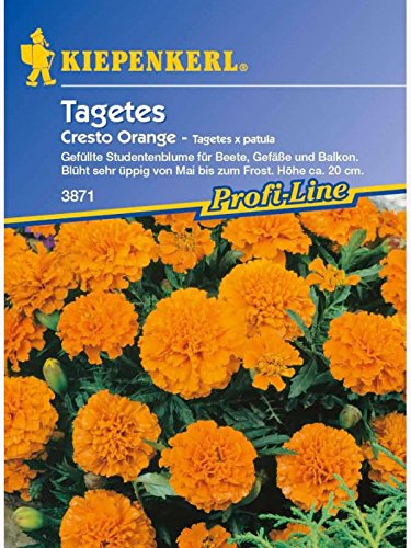 Tagetes patula Cresto Orange von Kiepenkerl - Blumen-Saatgut