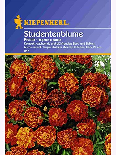 Tagetes patula Fiesta niedrige Studentenblume von Kiepenkerl - Blumen-Saatgut