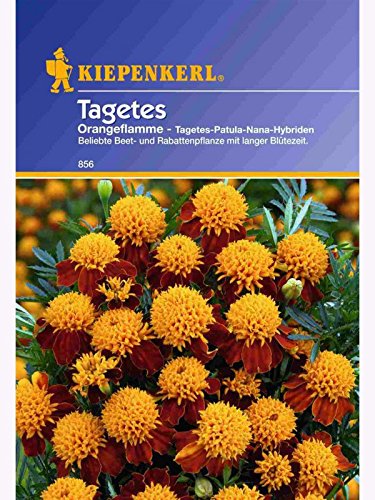 Tagetes patula Orangeflamme gefüllt von Kiepenkerl - Blumen-Saatgut