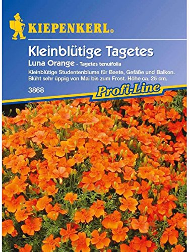 Tagetes tenuifolia Luna Orange von Kiepenkerl
