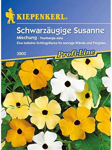 Thunbergia alata Schwarzäugige Susanne Mischung von Kiepenkerl - Blumen-Saatgut