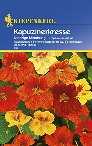 Tropaeolum majus Kapuzinerkresse niedrige Mischung von Kiepenkerl - Blumen-Saatgut
