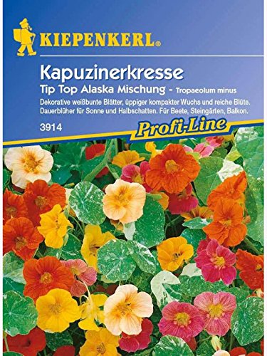 Tropaeolum minus Kapuzinerkresse Tip-Top Alaska-Mischung von Kiepenkerl - Blumen-Saatgut