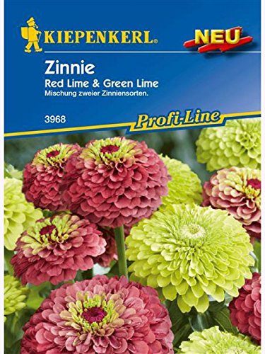 Ziniien Zinnie elegans Red Lime & Green Lime von Kiepenkerl - Blumen-Saatgut