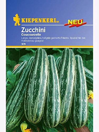 Zucchini Courcourcelle von Tripolis von Kiepenkerl - Blumen-Saatgut