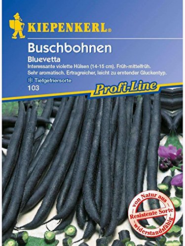 Buschbohnen Bluevetta resistent von Kiepenkerl