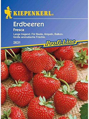 Erdbeeren Fresca von Kiepenkerl